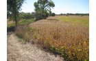 Property photo 90 - 80 Acres Offered in 4 Tracts - Horse Farm